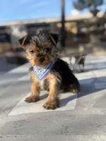 Toby , a male Yorkshire Terrier for sale in Mojave, CA – Photo 4 of 4