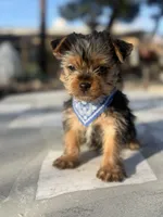 Toby , a male Yorkshire Terrier for sale in Mojave, CA – Photo 2 of 4