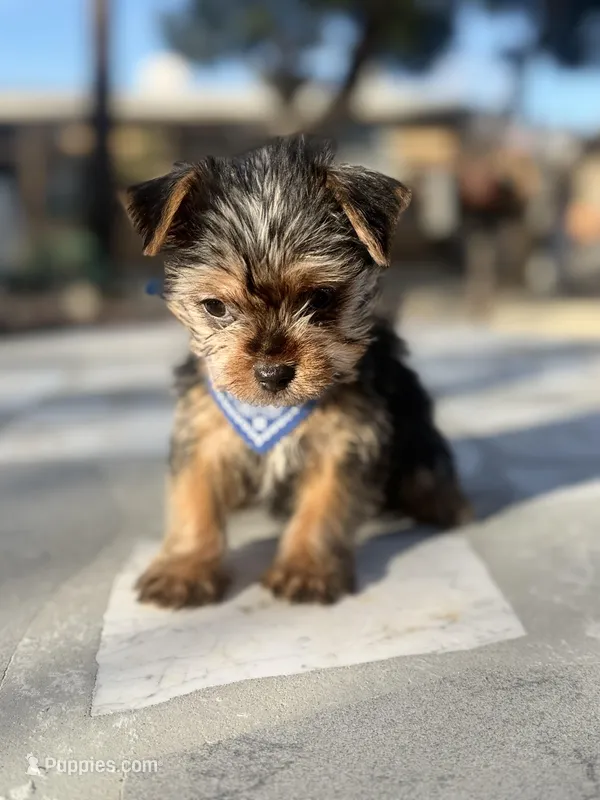 Toby  – Yorkshire Terrier puppy for sale in Mojave, CA