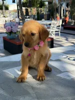 Maple, a female Golden Retriever for sale in Mojave, CA – 3 of 7