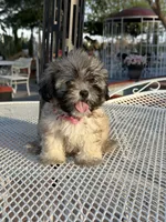 Dolly , a female Shih Tzu for sale in Mojave, CA – 5 of 5