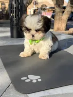Penny , a male Shih Tzu for sale in Mojave, CA – 6 of 7