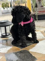  Jackie, a female Goldendoodle for sale in Mojave, CA – Photo 4 of 5