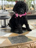  Jackie, a female Goldendoodle for sale in Mojave, CA – Photo 5 of 5