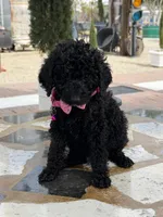 Jackie, a female Goldendoodle for sale in Mojave, CA – Photo 3 of 5