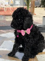  Jackie, a female Goldendoodle for sale in Mojave, CA – Photo 2 of 5