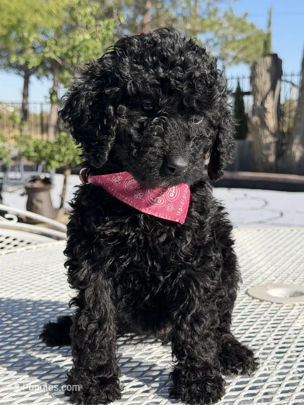 Jackie – Goldendoodle puppy for sale in Mojave, CA