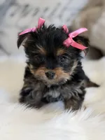 Mia , a female Yorkshire Terrier for sale in Mojave, CA – Photo 3 of 5