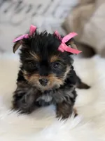 Mia , a female Yorkshire Terrier for sale in Mojave, CA – Photo 4 of 5