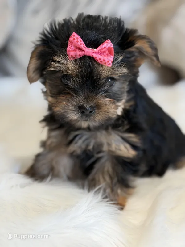 Mia  – Yorkshire Terrier puppy for sale in Mojave, CA