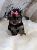 Mia , a female Yorkshire Terrier for sale in Mojave, CA – Photo 2 of 5