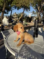 Dior, a female Golden Retriever for sale in Mojave, CA – 6 of 8
