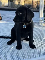 Maxx, a male Labrador Retriever for sale in Mojave, CA – 1 of 7