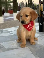 Leo , a male Golden Retriever for sale in Mojave, CA – 6 of 6
