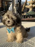 Milo , a male Shih Tzu for sale in Mojave, CA – 6 of 7