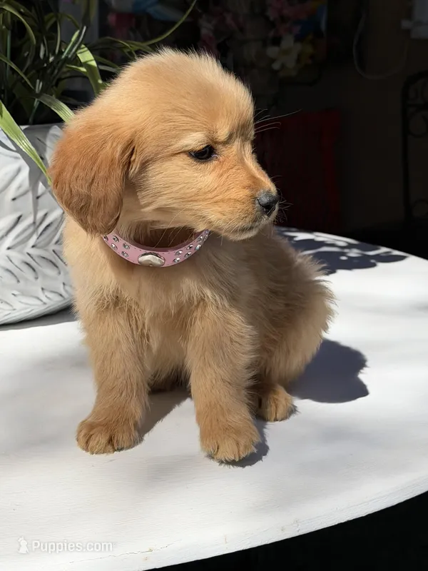 Daisy – Golden Retriever puppy for sale in Mojave, CA