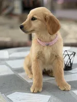 Ross, a male Golden Retriever for sale in Mojave, CA – Photo 2 of 6