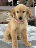 Ross, a male Golden Retriever for sale in Mojave, CA – Photo 3 of 6