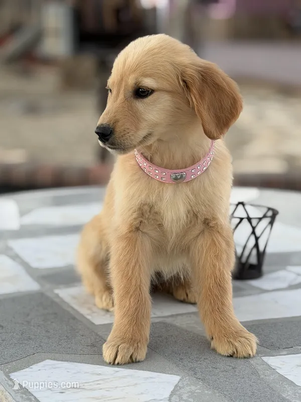 Ross – Golden Retriever puppy for sale in Mojave, CA