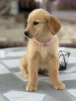 Ross, a male Golden Retriever for sale in Mojave, CA – Photo 1 of 6