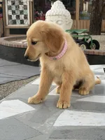 Ross, a male Golden Retriever for sale in Mojave, CA – Photo 6 of 6