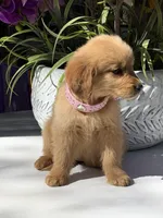 Daisy, a male Golden Retriever for sale in Mojave, CA – Photo 2 of 4