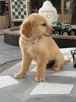 Ross, a male Golden Retriever for sale in Mojave, CA – Photo 5 of 6