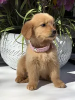 Daisy, a male Golden Retriever for sale in Mojave, CA – Photo 3 of 4