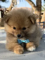 Kiwi, a male Pomeranian for sale in Mojave, CA – 4 of 6