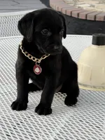 Shade, a female Labrador Retriever for sale in Mojave, CA – 4 of 5