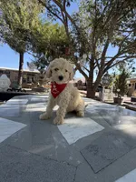 Zeus , a male Poodle - Toy  for sale in Mojave, CA – 4 of 5