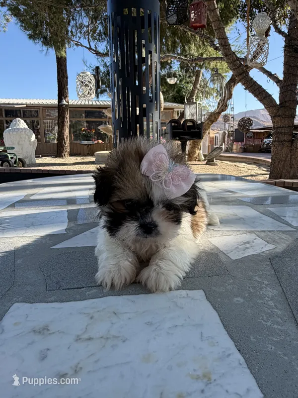 Daisy  – Shih Tzu puppy for sale in Mojave, CA
