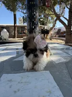 Daisy , a female Shih Tzu for sale in Mojave, CA – 1 of 5
