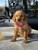 Maple, a female Golden Retriever for sale in Mojave, CA – 2 of 7