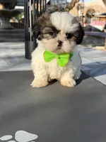 Penny , a male Shih Tzu for sale in Mojave, CA – 4 of 7