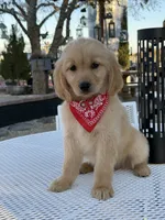Maxx , a male Golden Retriever for sale in Mojave, CA – 1 of 7