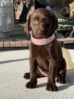 Dior, a female Labrador Retriever for sale in Mojave, CA – 3 of 7