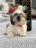 Cooper, a male Shih Tzu for sale in Mojave, CA – 5 of 5