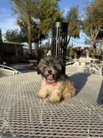 Dolly , a female Shih Tzu for sale in Mojave, CA – 4 of 5
