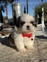 Kiwi , a male Shih Tzu for sale in Mojave, CA – 1 of 7