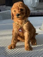 Chanel , a female Goldendoodle for sale in Mojave, CA – 3 of 6
