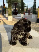 Daisy , a female Shih Tzu for sale in Mojave, CA – 5 of 8