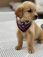 Maple, a female Golden Retriever for sale in Mojave, CA – Photo 3 of 5