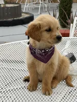 Maple, a female Golden Retriever for sale in Mojave, CA – Photo 5 of 5