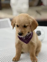 Maple, a female Golden Retriever for sale in Mojave, CA – Photo 1 of 5