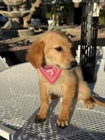 Dior, a female Golden Retriever for sale in Mojave, CA – 2 of 8