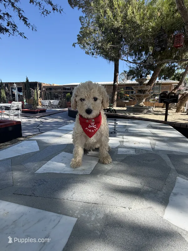 Zeus  – Poodle - Toy  puppy for sale in Mojave, CA