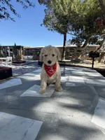 Zeus , a male Poodle - Toy  for sale in Mojave, CA – 1 of 5