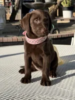 Dior, a female Labrador Retriever for sale in Mojave, CA – 5 of 7