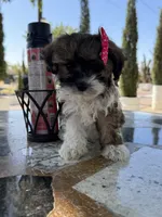 Lucy, a female Shih Tzu for sale in Mojave, CA – 5 of 6